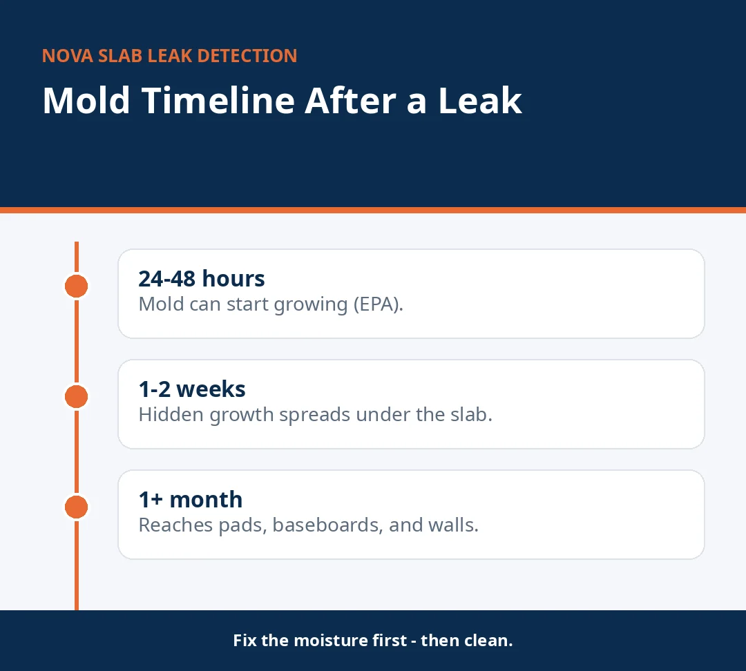 Timeline infographic of mold growth after a slab leak, from 24 to 48 hours to one month